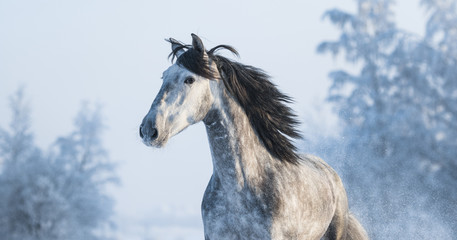 Obraz na płótnie Canvas Portrait of grey purebred Spanish horse