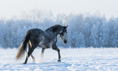 Fototapeta na wymiar Lonely horse walks on the field