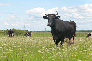 Black and white cows with figure cutout ear marks grazing on the blossoming meadow

