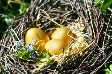 Ostern - drei goldene Ostereier im Osternest aus Birkenzweigen