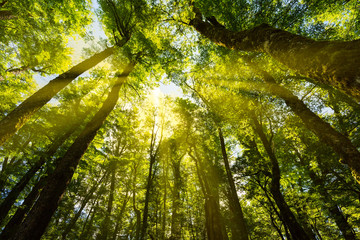 Naklejka premium światło słoneczne przez las