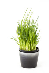 fresh chives in a pot