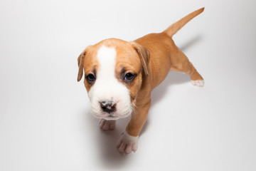 stafford puppy isolated