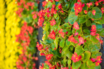 Red Flower in floral