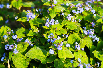 Vergißmeinnicht mit lila Blüten, Vergiß mein nicht  (Myosotis) - Frühlingsgruß 