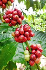 Coffee beans ripening on a tree.