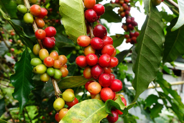 Coffee beans ripening on a tree.