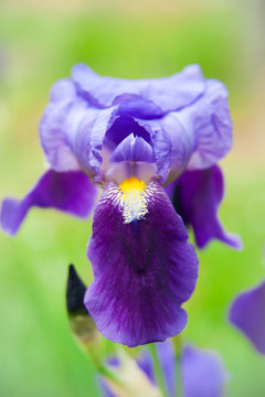 Iris germanica blue and violet cultivated flower in the field, vertical frame, front view close-up. 