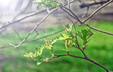 Young leaves on branch