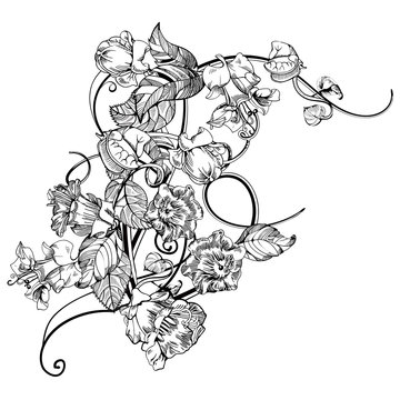 Vintage elegant flowers. Black and white vector illustration. Kobe flower. Botany. 