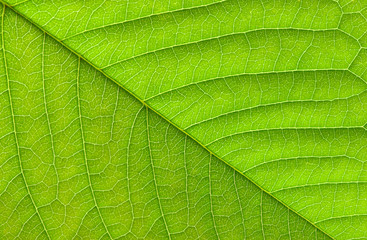 leaf texture