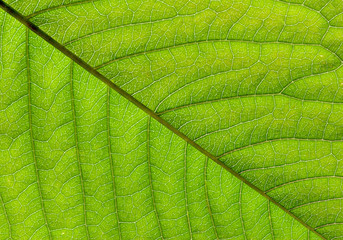 green leaf texture