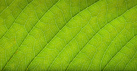  leaf texture