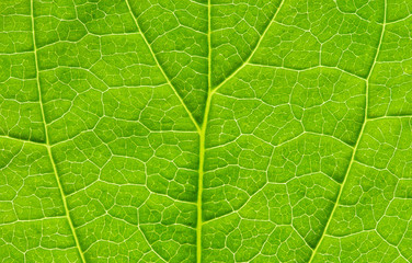 green leaf