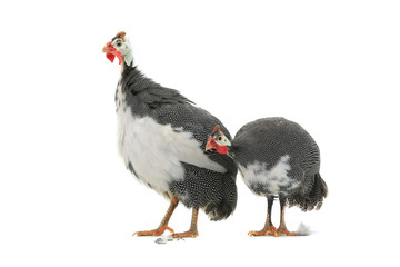 Guinea fowl