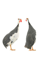 Guinea fowl