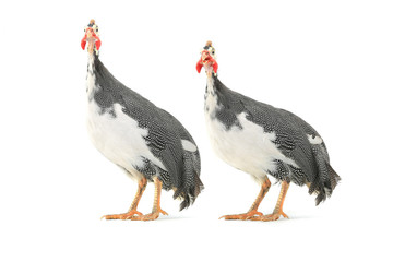 Guinea fowl