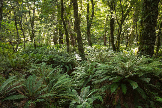 Fototapeta Forest ferns cover the rainforest