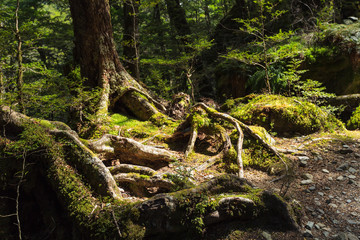 rainforest at the Routeburn Track