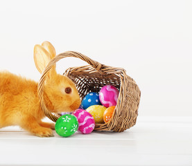 rabbit with Easter eggs on white background