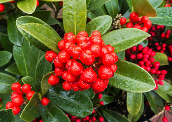 Skimmia Berries