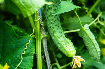 Зеленый огурец с увядшим цветком
Green cucumber with a fading flower