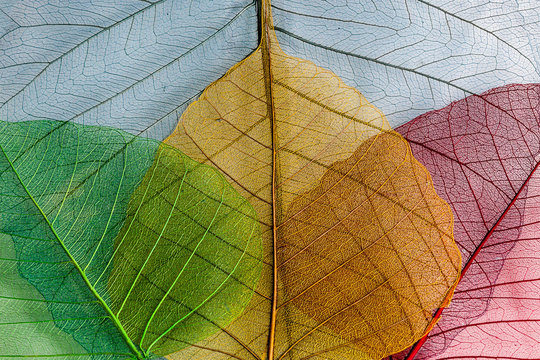 Four skeleton leafs