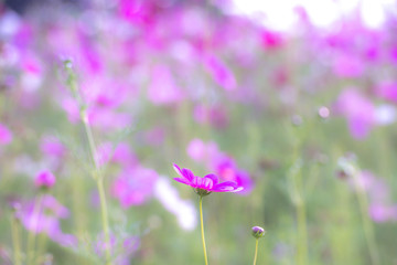 Beautiful cosmos flower, violet filter
