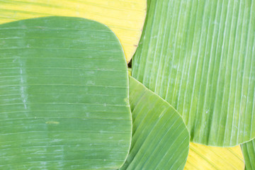 Banana leaves for wrapping food as dishware
