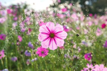 Beautiful cosmos flower with rain
