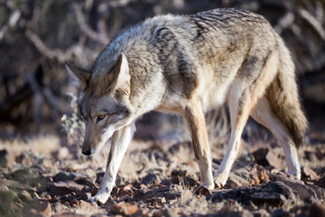 Coyote