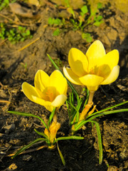 Obraz premium Crocuses