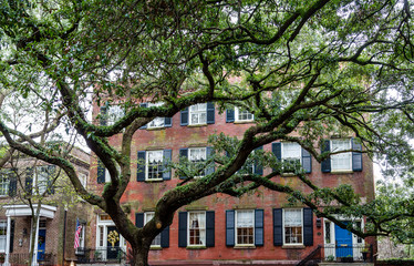 Red Brick House Behind Massive Oak