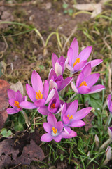 Crocus viola in giardino