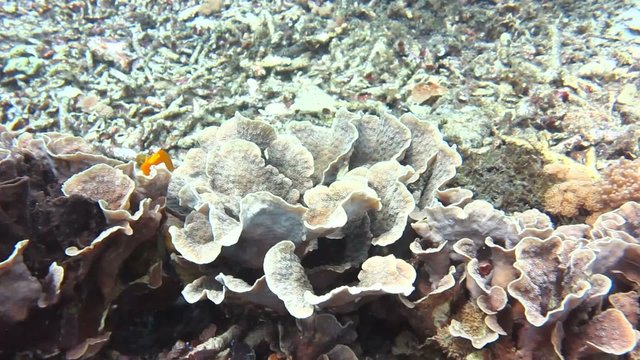 Diving in indian ocean, Indonesia, underwater landscape, Bali, Nusa penida on coral gardden reef