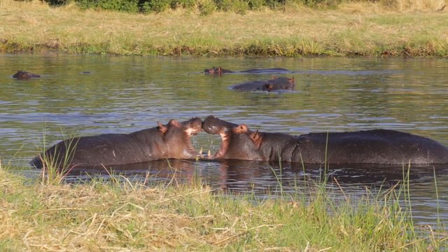 Two young male hippopotamus Hippopotamus amphibius, rehearse fray and figting with open mouth and showing tusk. National Park Okawango, Botswana, wildlife photography
