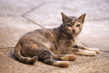 Thai cat