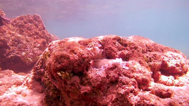 Cyane's octopus (Octopus cyanea) comes out of the hole by changing its color, Indian Ocean, Hikkaduwa, Sri Lanka, South Asia 
