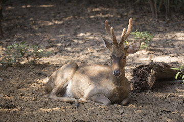 Deer resting