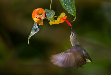 Flying shot of female Van Hasselt's sunbird (Leptocoma brasiliana)