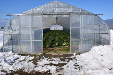 雪の中の農業用ビニールハウス／山形県の庄内地方で、雪の中の農業用ビニールハウスを撮影した写真です。