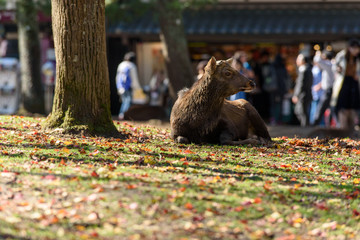 奈良公園の鹿