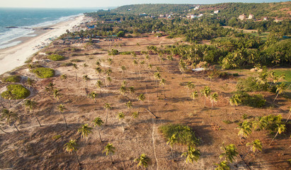 palm trees on the beach , Goa
