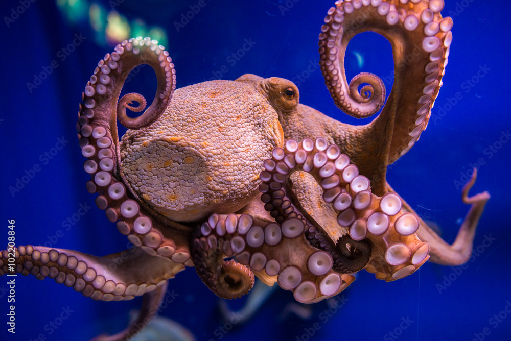 Wall mural Common octopus in large sea water aquarium