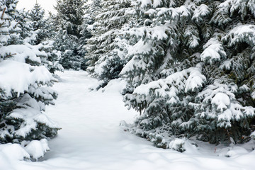 Bright winter landscape. Snowy fir trees.