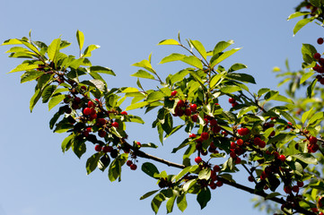 branch of ripe cherry in a sunny day against the sky