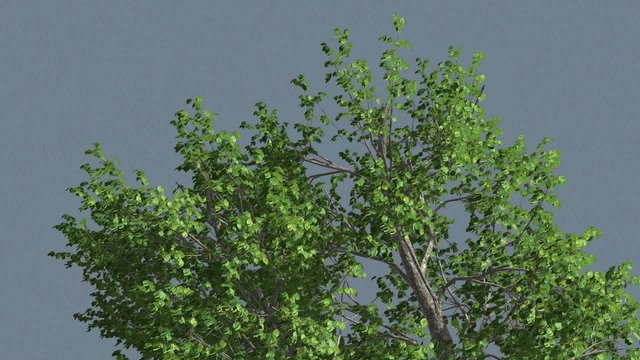 Green Ash Swaying Tree is Swaying at The Wind with Leaves and Branches Computer Generated Animation