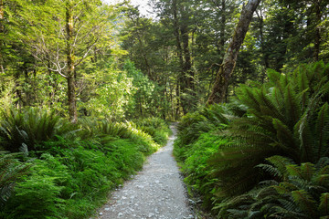 Fototapeta na wymiar Forest ferns cover the rainforest
