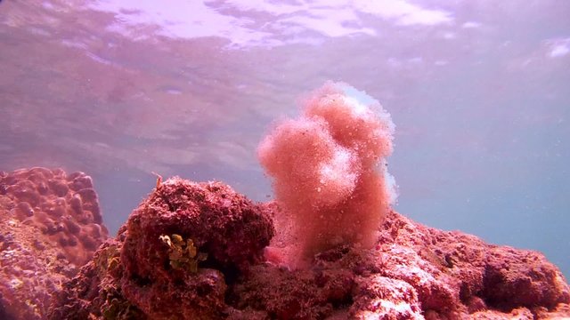curious octopus (Octopus cyanea) clears its hole by a water jet of sand and climbs on a rock (bottom view), Indian Ocean, Hikkaduwa, Sri Lanka, South Asia 
