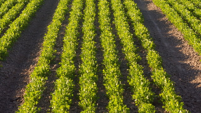 Planted Rows Herb Farm Agricultural Field Plant Crop